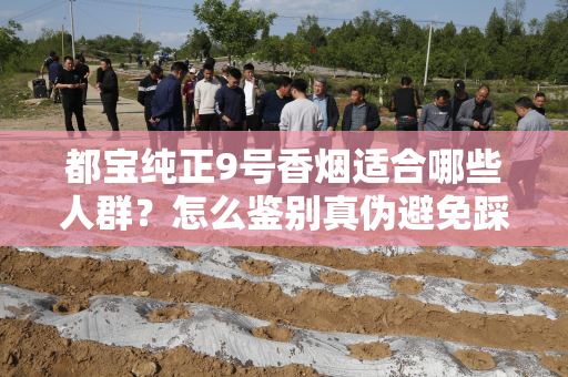 都宝纯正9号香烟适合哪些人群？怎么鉴别真伪避免踩坑？
